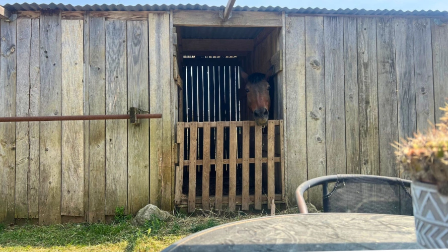 Photos 2 - Équestre - Propriété équestre de charme proche de Béziers et Pézenas (34)