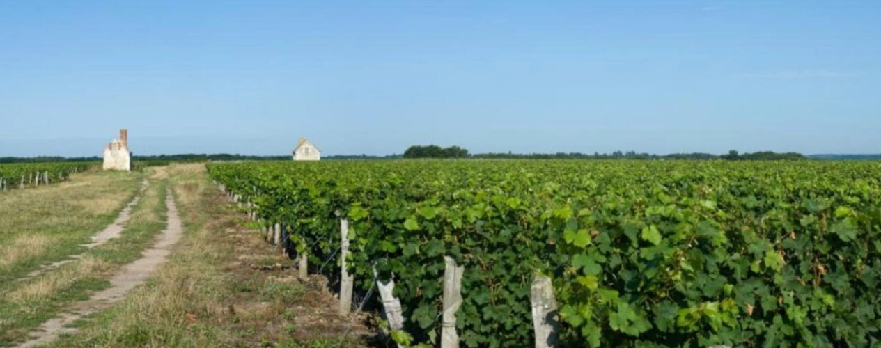 Photos 3 - Viticole - Domaine viticole à vendre   52 ha en Touraine Chenonceaux (C