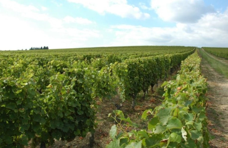 Photos 4 - Viticole - Domaine viticole à vendre   52 ha en Touraine Chenonceaux (C