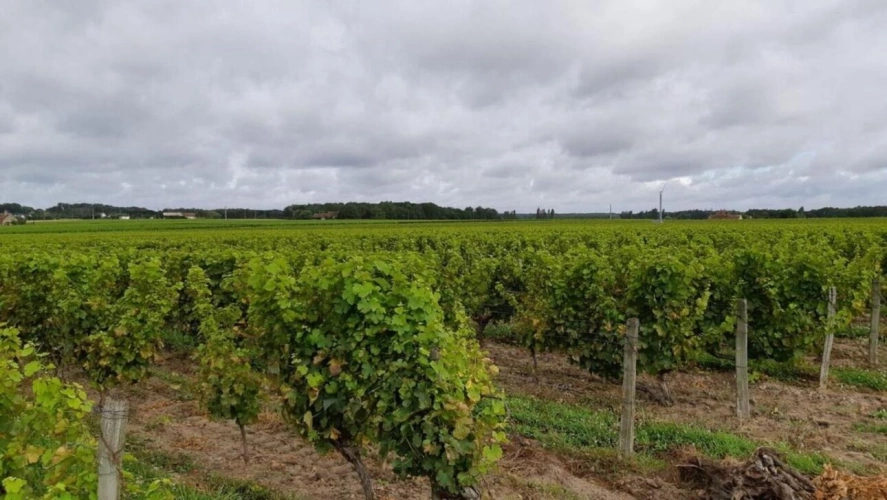 Photos 5 - Viticole - Domaine viticole à vendre   52 ha en Touraine Chenonceaux (C