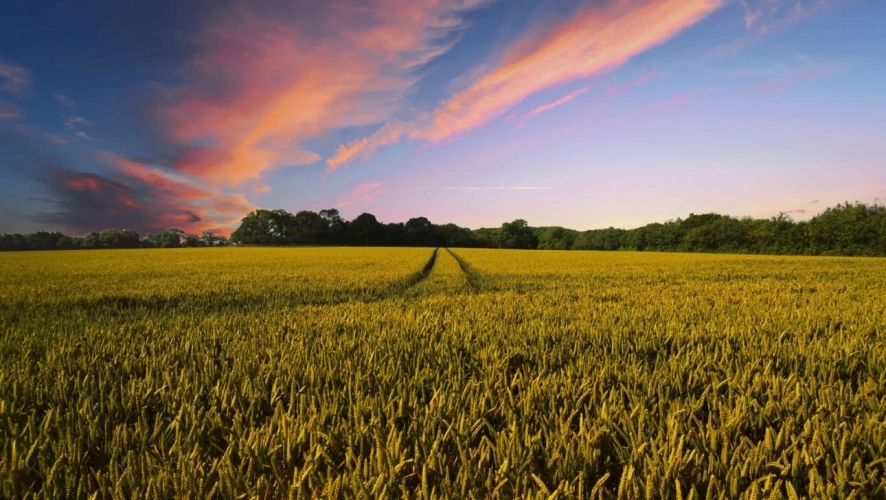 Photos 1 - Foncière - Propriété agricole de 88 ha à vendre pour investissement   C