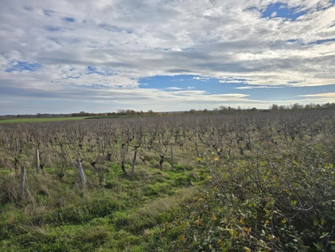Photos 1 - Foncière - Terrains viticoles à vendre   3,19 ha en AOC Châteaumeillant