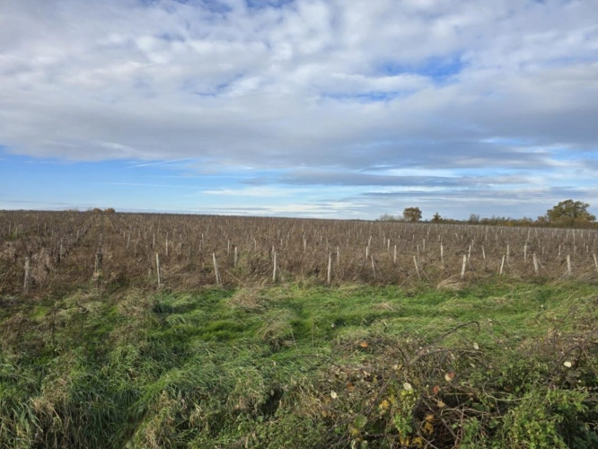 Photos 2 - Foncière - Terrains viticoles à vendre   3,19 ha en AOC Châteaumeillant