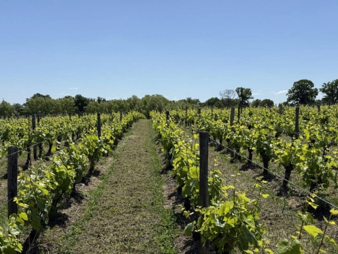 Photos 3 - Viticole - Domaine viticole d'exception à vendre   AOC Châteaumeillant