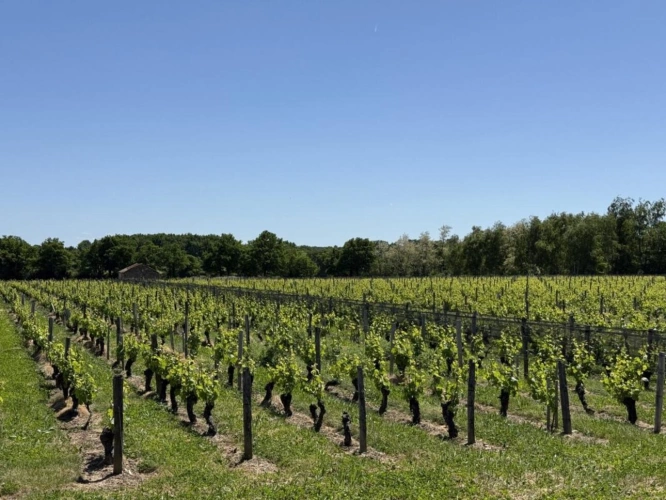 Photos 4 - Viticole - Domaine viticole d'exception à vendre   AOC Châteaumeillant
