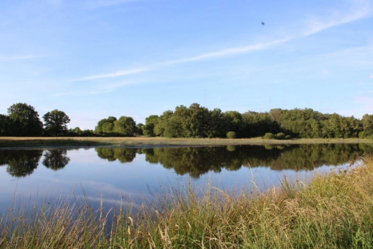 Photos 1 - Foncière - Bel étang en plein coeur de la Brenne