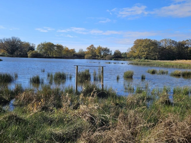 Photos 3 - Foncière - Bel étang en plein coeur de la Brenne