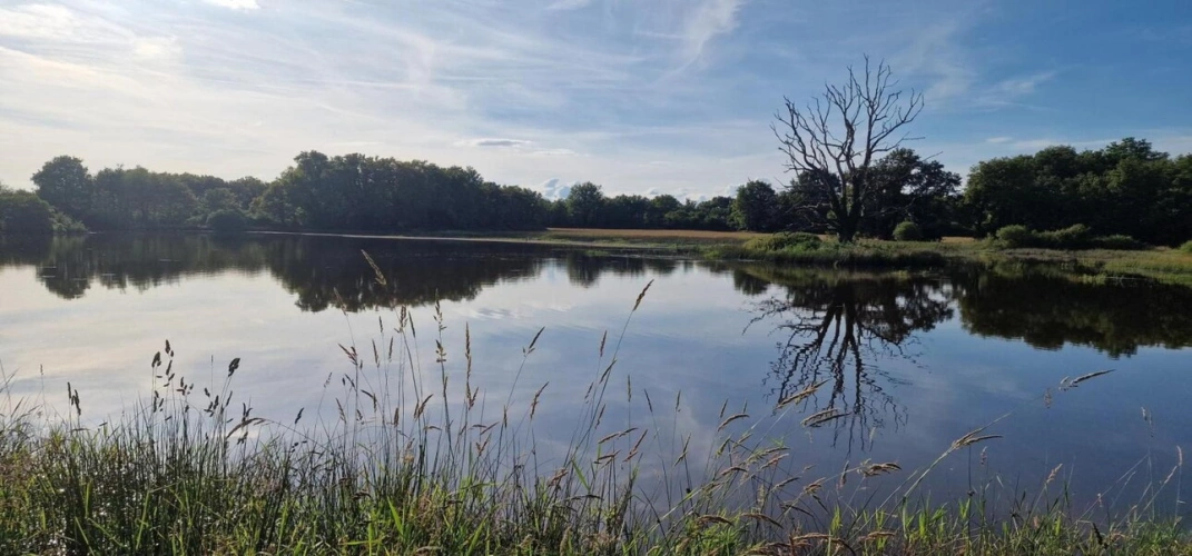 Photos 6 - Foncière - Bel étang en plein coeur de la Brenne