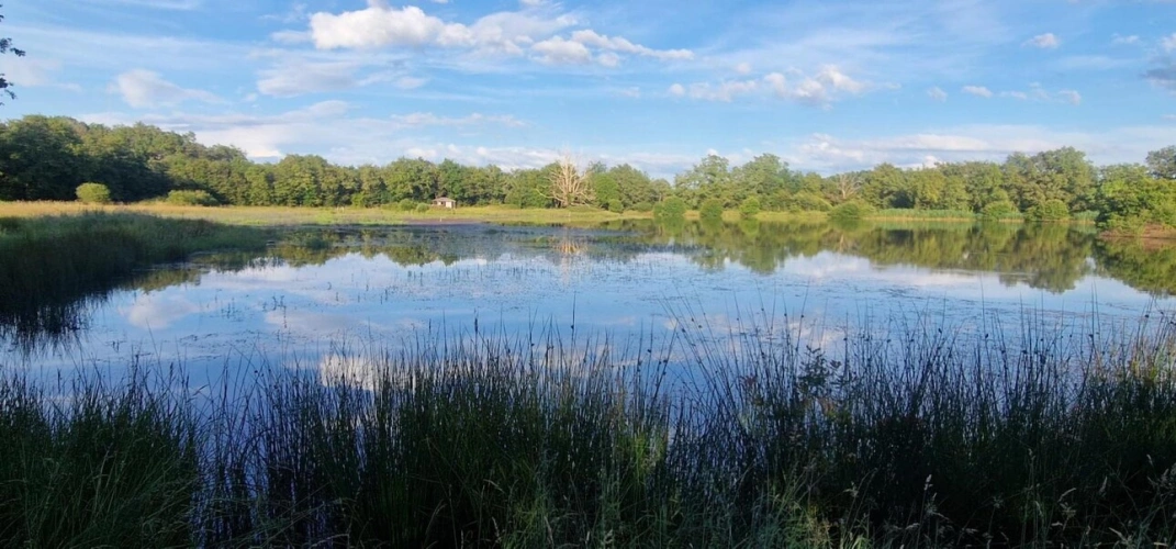 Photos 8 - Foncière - Bel étang en plein coeur de la Brenne