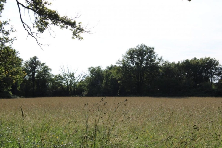 Photos 10 - Foncière - Bel étang en plein coeur de la Brenne