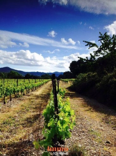 Photos 2 - Touristique - Domaine oenotouristique d'exception en Haut-Languedoc