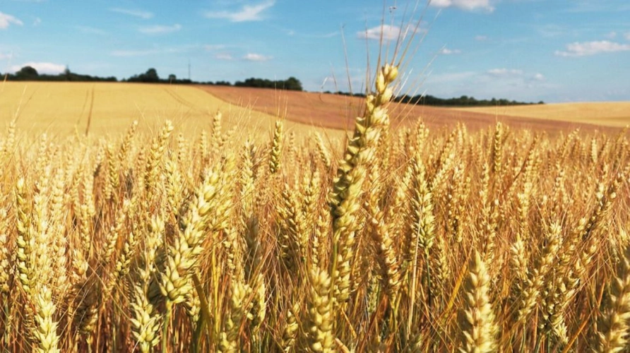 Photos 1 - Agricole - Exploitation céréalière d'un seul tenant  sur 186 hectares