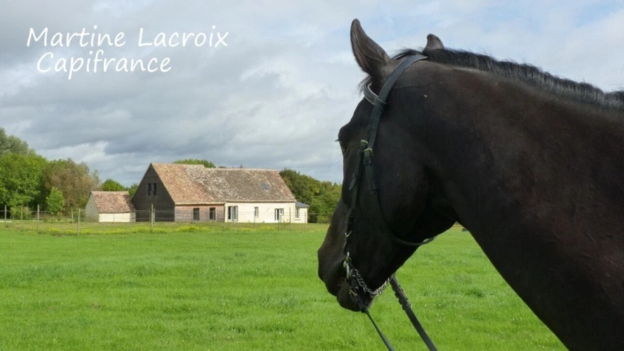 Photos 1 - Équestre - Dpt SARTHE (72), à vendre proche LA FERTE BERNARD - ENSEMBLE IMMOBILIER P7 de 253 m² - Terrain de 6,78 Ha