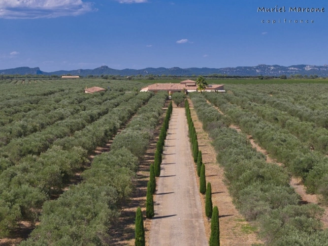 Photos 4 - Agricole - Propriété d’exception de 290 m2 au cœur de la Vallée des Baux-de-Provence sur 25 hectares à vendre 7 pièces MOULES (13)