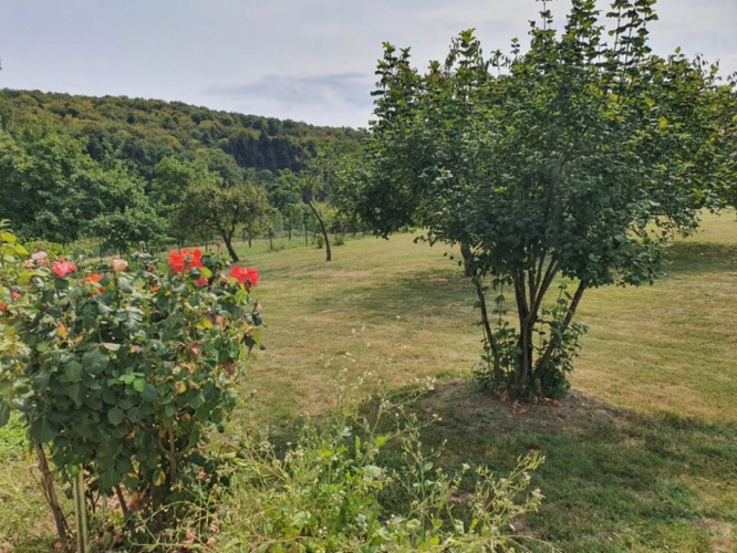 Photos 13 - Équestre - PROPRIÉTÉ sur 4 ha à vendre 7 pièces secteur XERTIGNY  (88) MAISON et partie FERME