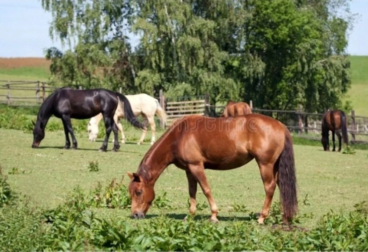 Photos 14 - Équestre - PROPRIÉTÉ sur 4 ha à vendre 7 pièces secteur XERTIGNY  (88) MAISON et partie FERME
