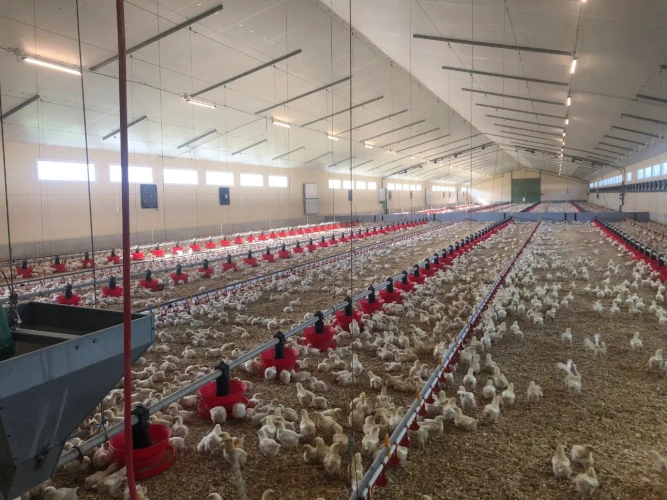Photos 3 - Agricole - Exploitation Avicole située entre Lesneven et les plages du Nord Finistère