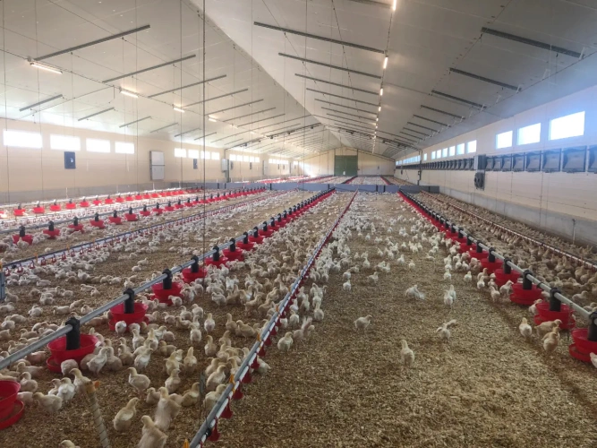 Photos 4 - Agricole - Exploitation Avicole située entre Lesneven et les plages du Nord Finistère