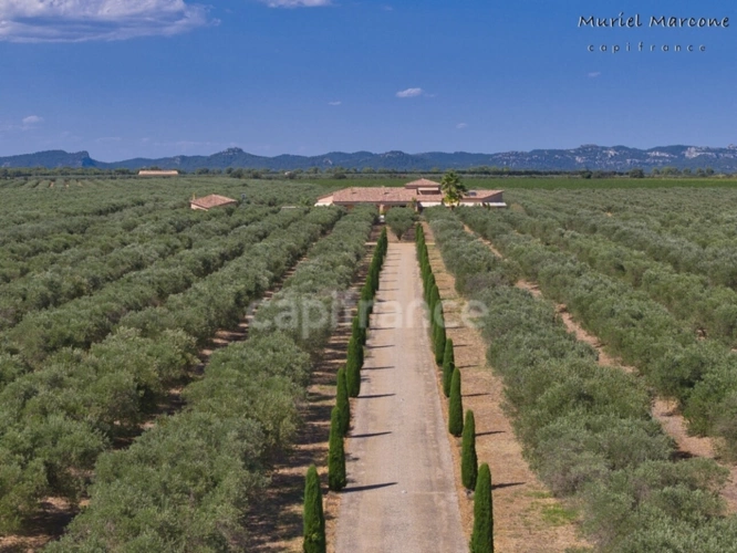 Photos 4 - Agricultural - Exceptional property of 290 m2 in the heart of the Vallée des Baux-de-Provence – 25 hectare olive-gr