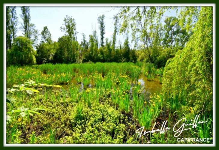 Photos 2 - Foncière - Dpt Cher (18), à vendre CHATEAUMEILLANT terrain