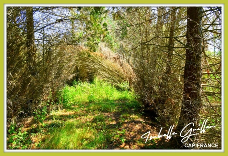 Photos 15 - Foncière - Dpt Cher (18), à vendre CHATEAUMEILLANT terrain