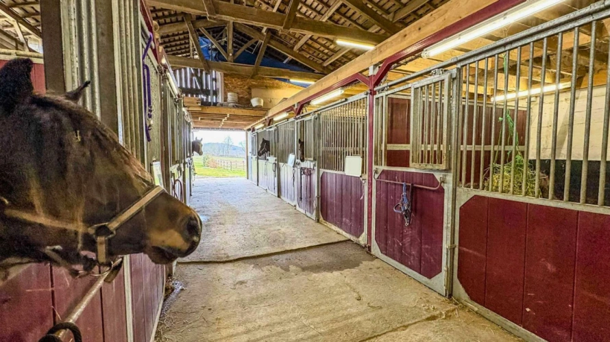 Photos 11 - Équestre - Propriété équestre d’exception de 23 hectares nichée dans un écrin de verdure