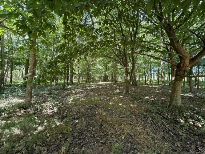 Photos 11 - Foncière - Terrain à vendre  RIVES DU LOIR EN ANJOU (49)