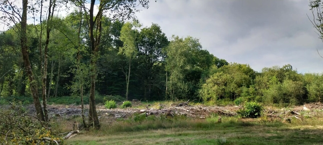 Photos 6 - Forestière - Autour de QUENECAN (56)