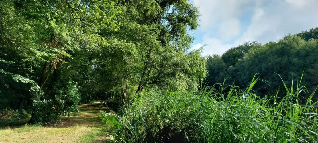Photos 10 - Forestière - Autour de QUENECAN (56)