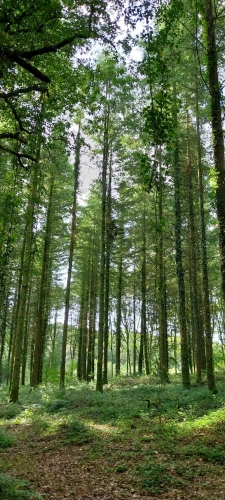 Photos 11 - Forestière - Autour de QUENECAN (56)
