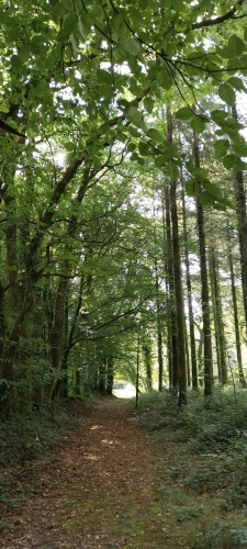 Photos 12 - Forestière - Autour de QUENECAN (56)