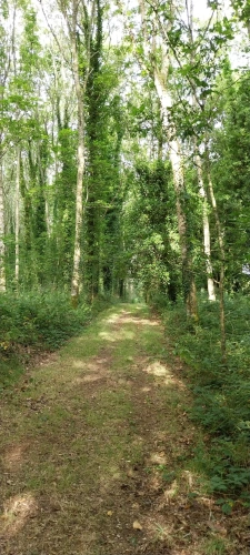 Photos 13 - Forestière - Autour de QUENECAN (56)
