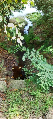Photos 16 - Forestière - Autour de QUENECAN (56)