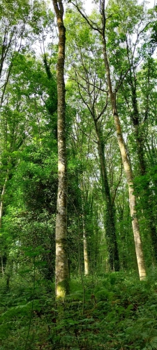 Photos 17 - Forestière - Autour de QUENECAN (56)