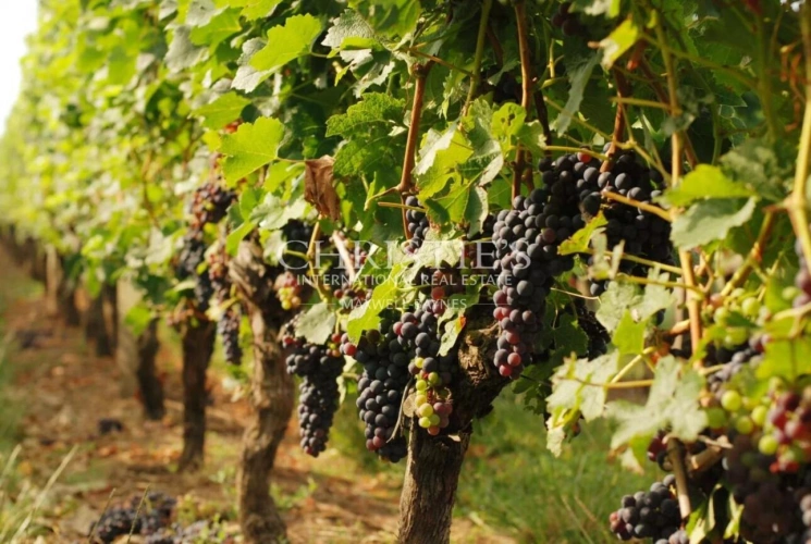 Photos 1 - Viticole - A vendre – Parcelle de vignes en AOP Bordeaux avec chai