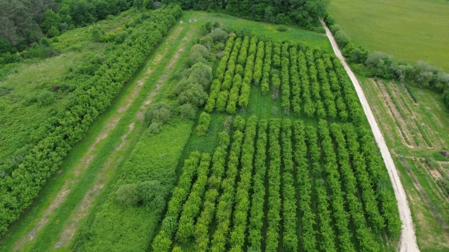 Photos 3 - Agricole - Vente exploitation fruitière autonome avec vente directe – Dordogne