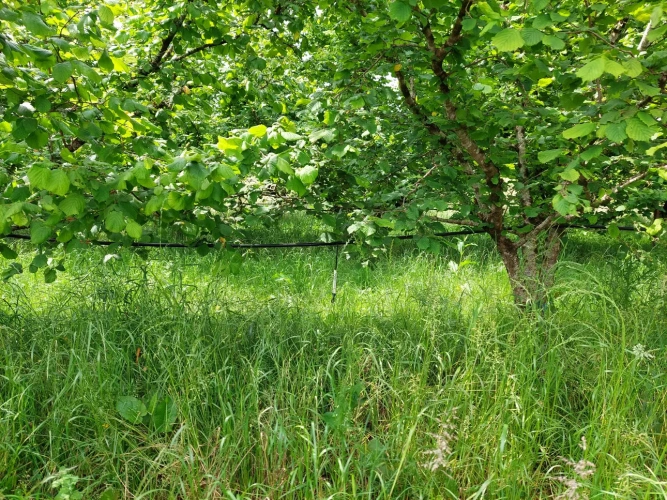 Photos 12 - Agricole - Vente exploitation fruitière autonome avec vente directe – Dordogne