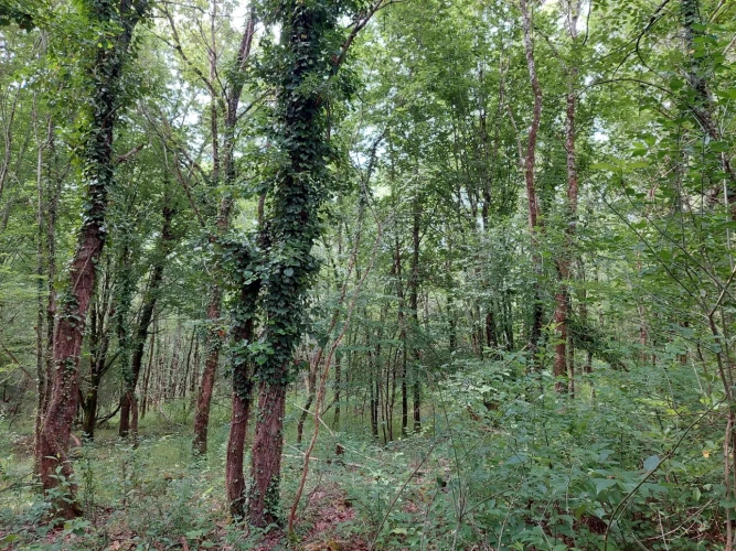 Photos 13 - Agricole - Vente exploitation fruitière autonome avec vente directe – Dordogne