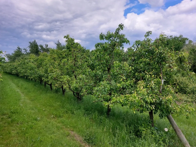 Photos 15 - Agricole - Vente exploitation fruitière autonome avec vente directe – Dordogne