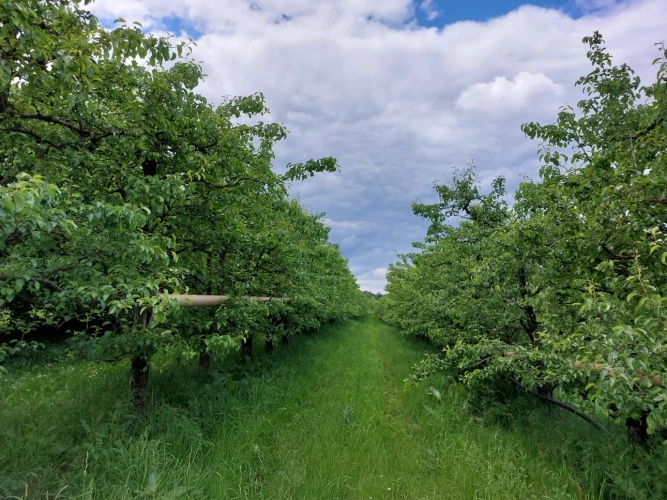 Photos 16 - Agricole - Vente exploitation fruitière autonome avec vente directe – Dordogne