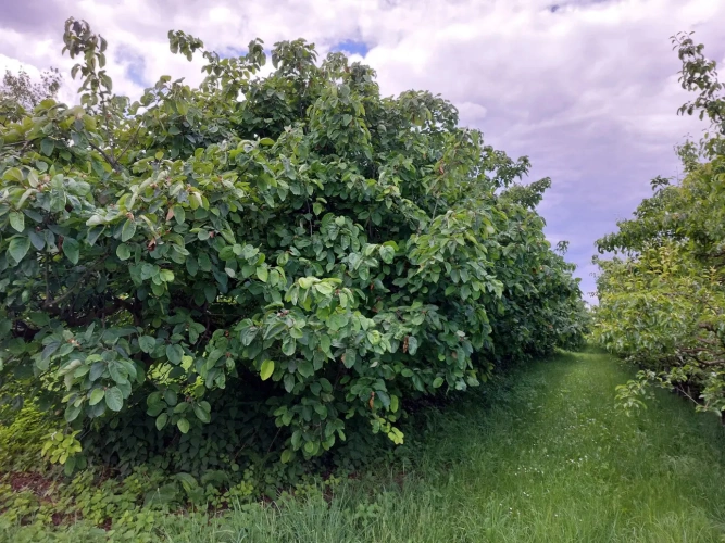 Photos 17 - Agricole - Vente exploitation fruitière autonome avec vente directe – Dordogne