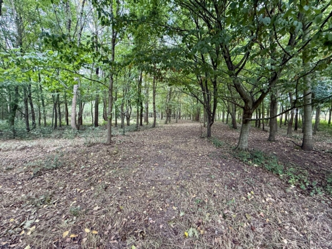 Photos 8 - Land - Land for sale BANKS OF THE LOIR IN ANJOU (49)