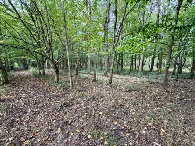 Photos 9 - Land - Land for sale BANKS OF THE LOIR IN ANJOU (49)