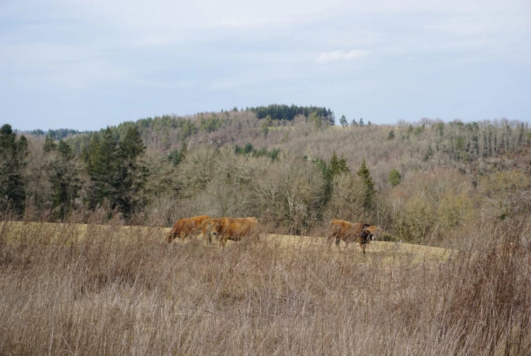Photos 4 - Agricole - Propriété agricole de 35 hectares à fort potentiel dans le Puy-de-Dôme