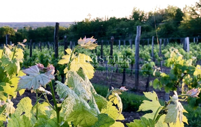 Photos 18 - Viticole - Domaine viticole avec élégant château historique dans le vignoble bordelais avec activité de chambres d'hôtes