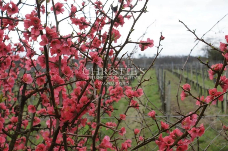 Photos 1 - Viticole - Vignoble familial en AOC Côtes de Bourg