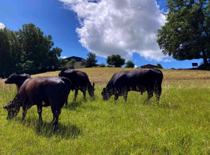 Photos 1 - Agricole - À découvrir – Propriété agricole de 17,4 ha à vendre Saint-Nauphary (82)