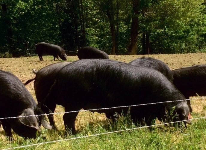 Photos 7 - Agricole - À découvrir – Propriété agricole de 17,4 ha à vendre Saint-Nauphary (82)