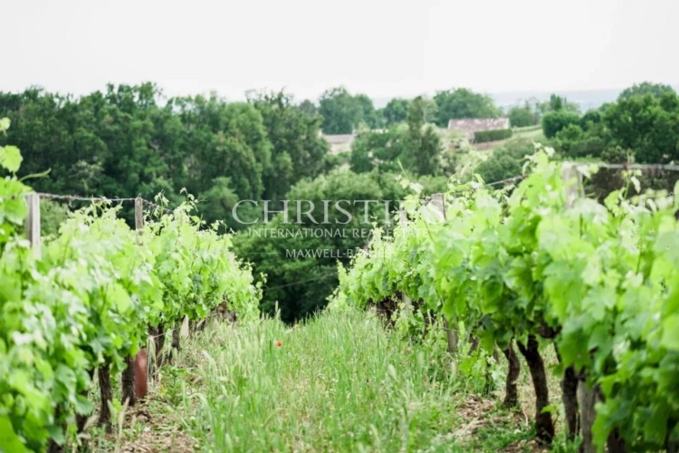 Photos 4 - Vineyard - Attractive 3.21 ha vineyard near Bordeaux - Turnkey!
