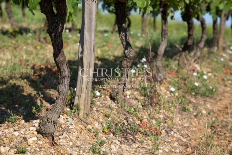 Photos 24 - Vineyard - Attractive 3.21 ha vineyard near Bordeaux - Turnkey!